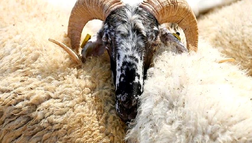 2024 Kurban Bayramı'nda vekaletle kurban kesim bedelleri ne kadar olacak?