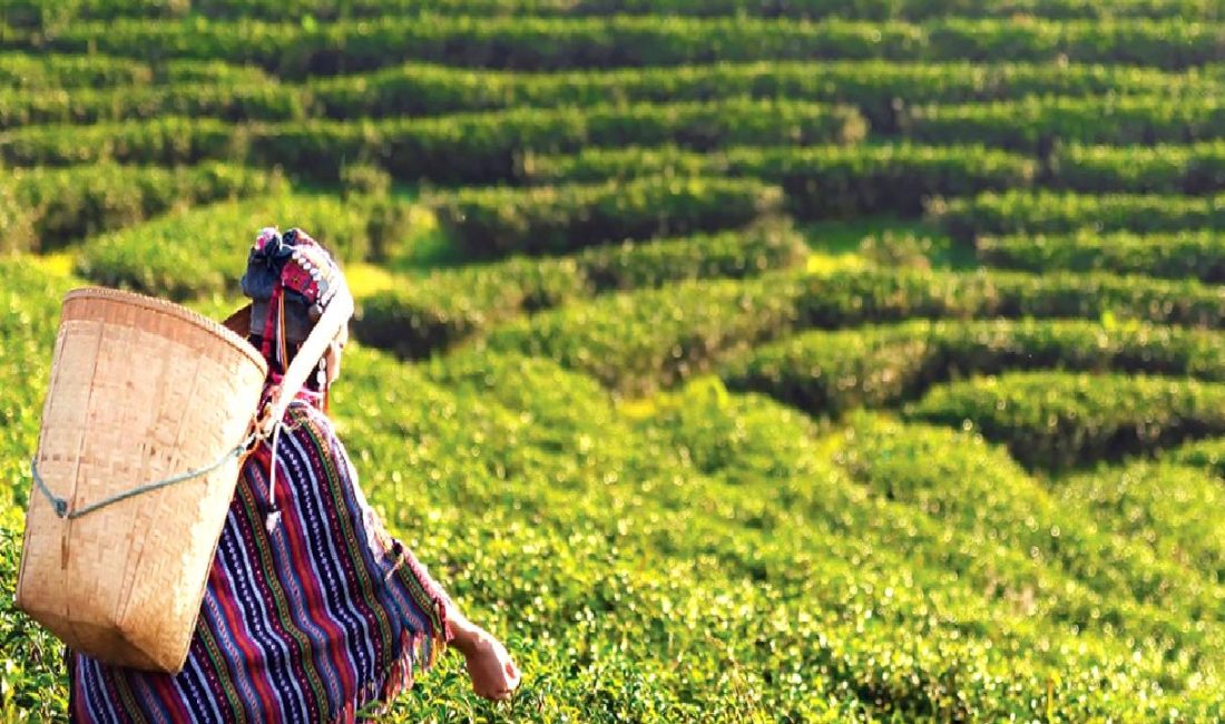 2024 Yılı Çay Alım Fiyatları ve İşçilik Maliyetleri 2024 yılı çay alım fiyatları ve işçilik maliyetleri hakkında güncel