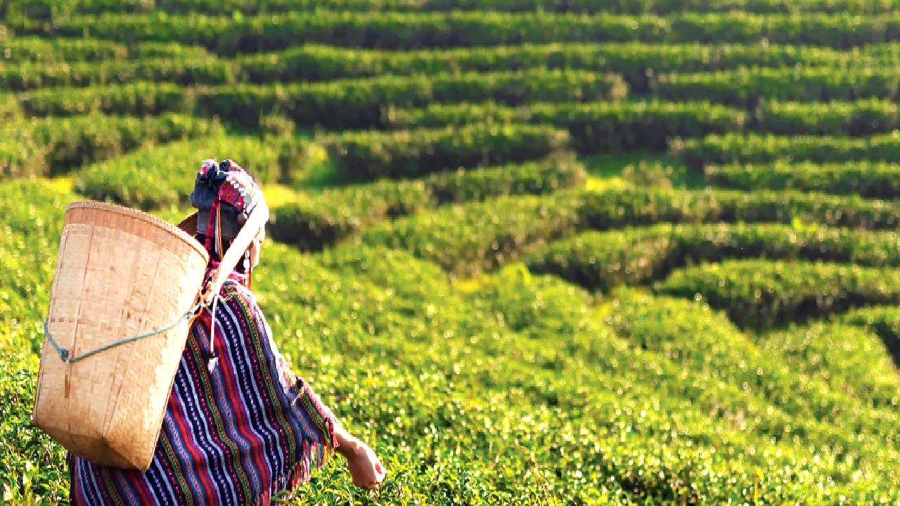 2024 yılı çay alım fiyatları ve işçilik maliyetleri hakkında güncel