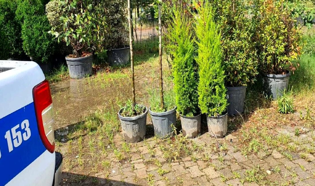 Batman'da yaşanan ağaç kesme olayı hakkında detaylı bilgi burada! Olayın