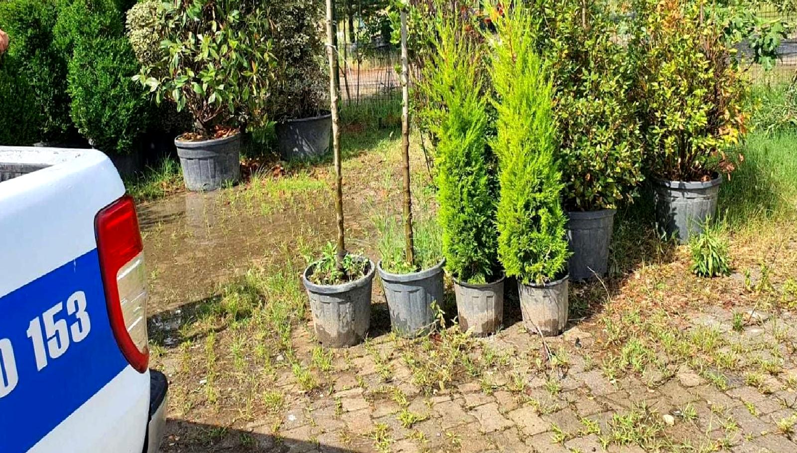 Batman'da yaşanan ağaç kesme olayı hakkında detaylı bilgi burada! Olayın