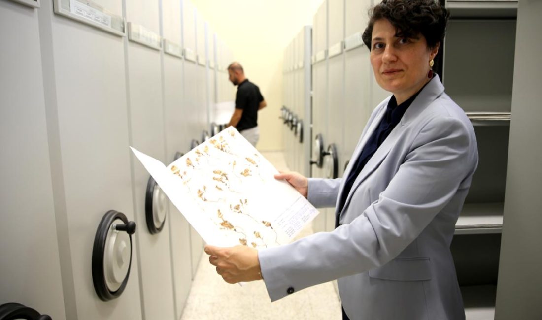 Botan Herbaryumu, bitki çeşitliliğini koruyan ve kayıt altına alan öncü