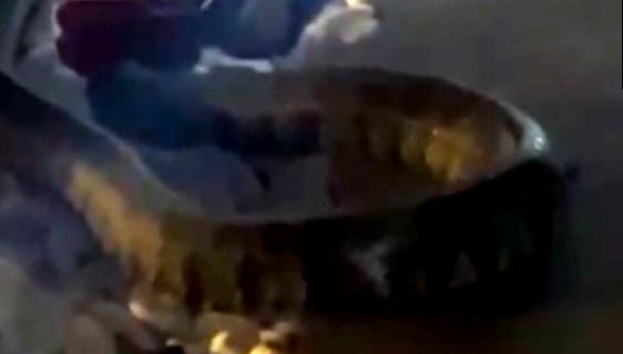 Engerek yılanı bahçeye girdi! İtfaiye ekipleri hızla müdahale etti. Olay