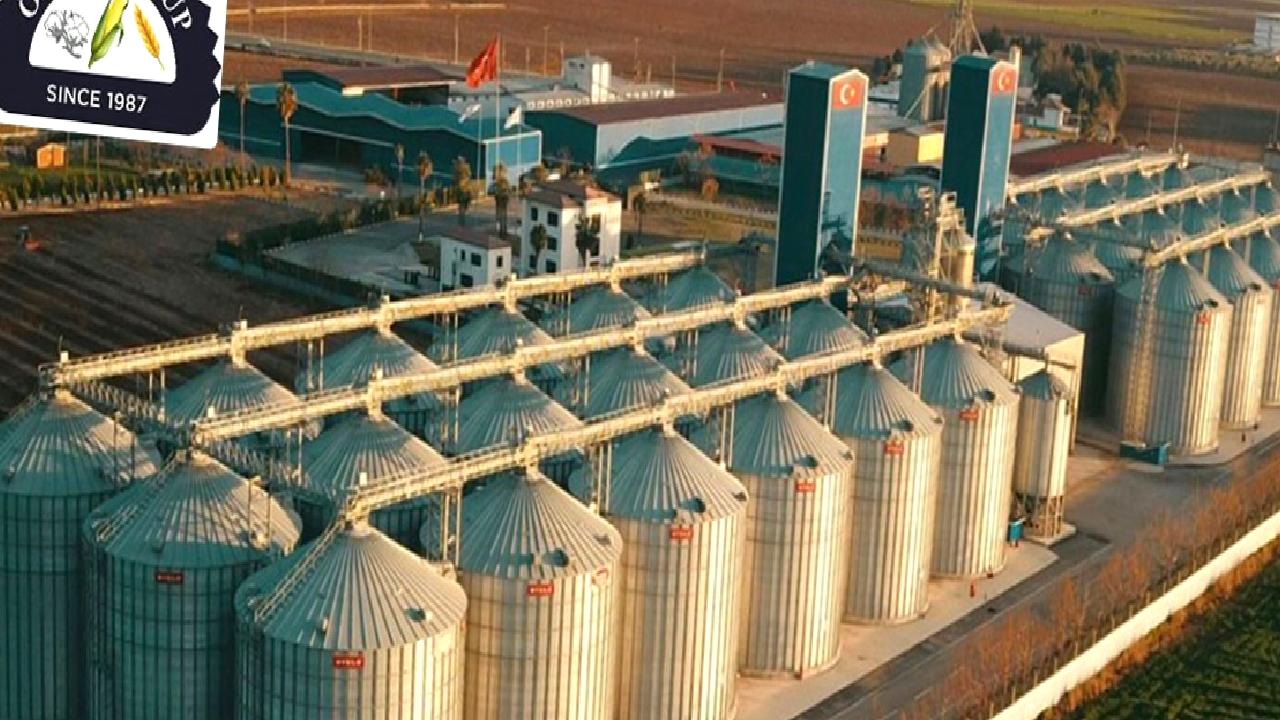 Graintürk, yeni hasat sezonunda buğday hasadına başladı! Kaliteli ürünleri ve