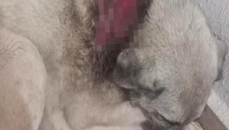 Hayvansever Özlem Taşer, sokak köpeğine yapılan iğrenç saldırıyı yaşadığı deneyimi