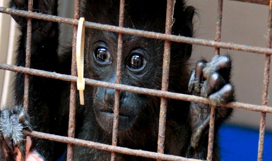 İklim Değişikliği ve Hayvanlar İklim değişikliği, hayvanların yaşamını olumsuz etkiler. Bu içerikte, iklim değişikliğinin