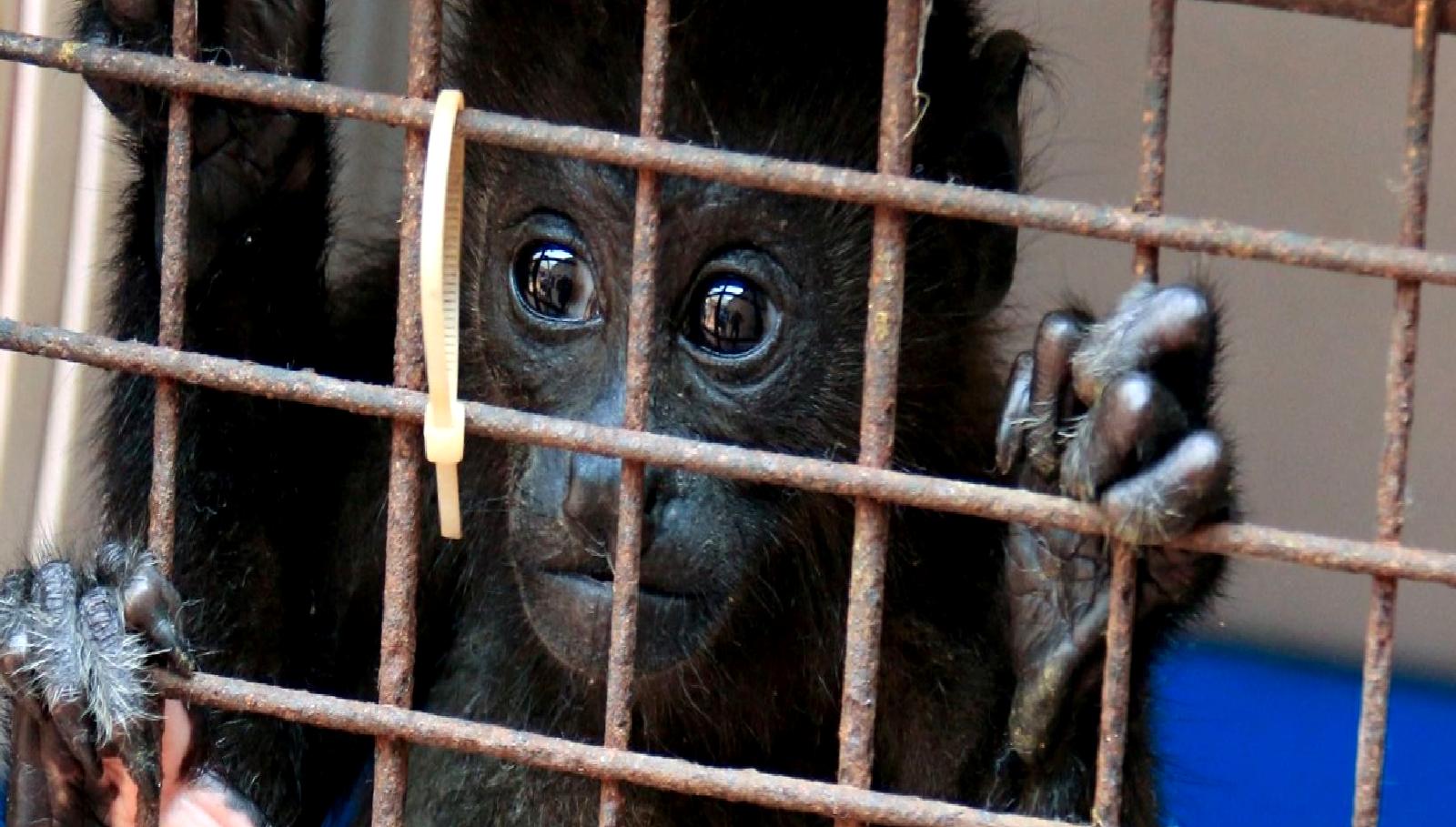 İklim değişikliği, hayvanların yaşamını olumsuz etkiler. Bu içerikte, iklim değişikliğinin