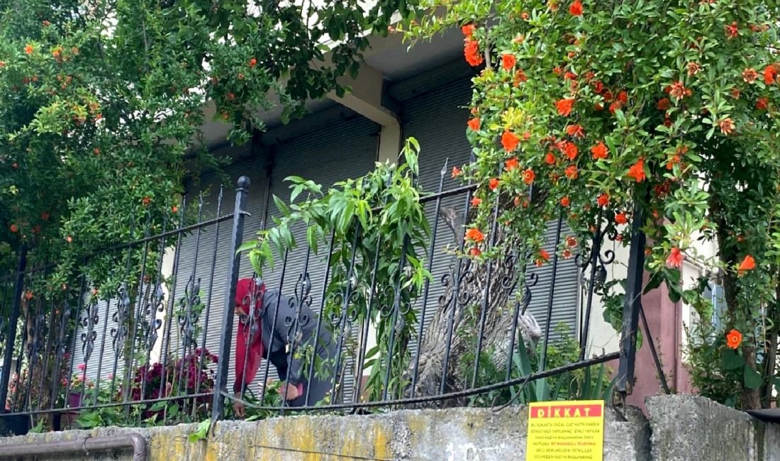 İzmit'te dut toplama eylemi, beklenmeyen olaylarla korku dolu anlara dönüştü.