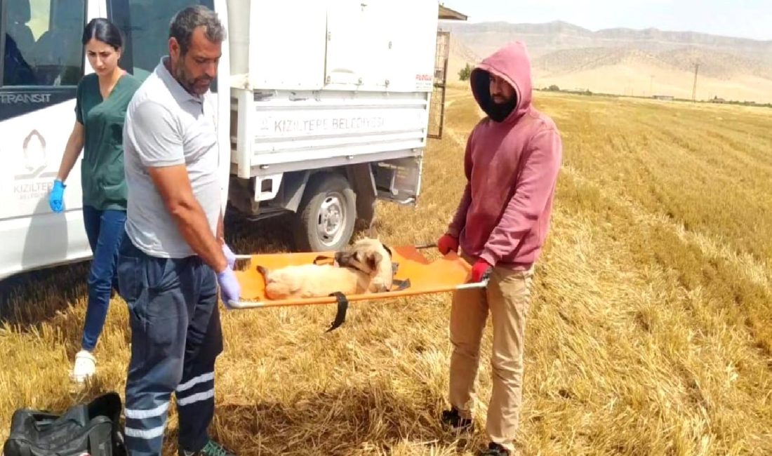 Kızıltepe’de Biçerdöver Kazası: Köpeğin 3 Ayağı Koptu Kızıltepe'de yaşanan biçerdöver kazasında köpeğin üzücü kaza sonucu 3 ayağı