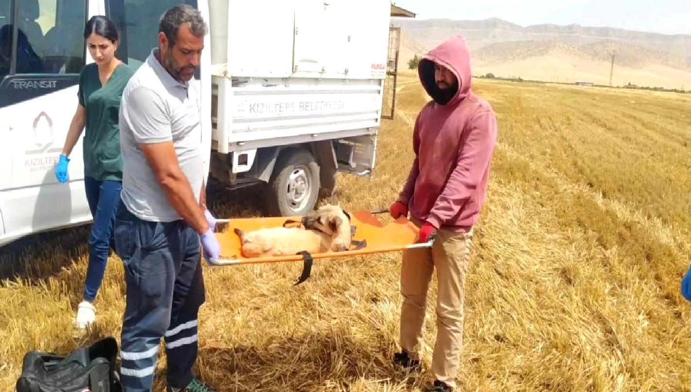 Kızıltepe'de yaşanan biçerdöver kazasında köpeğin üzücü kaza sonucu 3 ayağı
