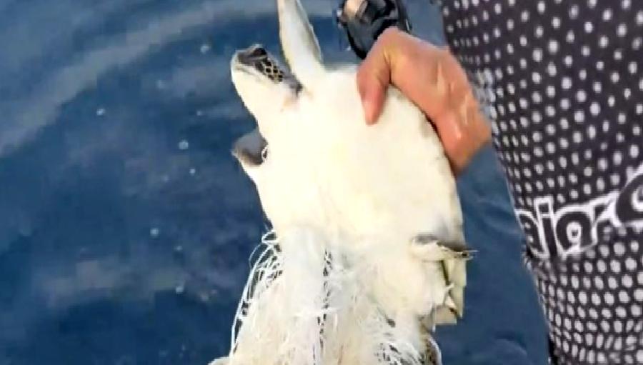 Konaklı Mahallesi’nde Deniz Kaplumbağası Kurtarıldı Alanya'nın Konaklı Mahallesi'nde deniz kaplumbağası, yardımsever vatandaşlar tarafından kurtarıldı. Doğal