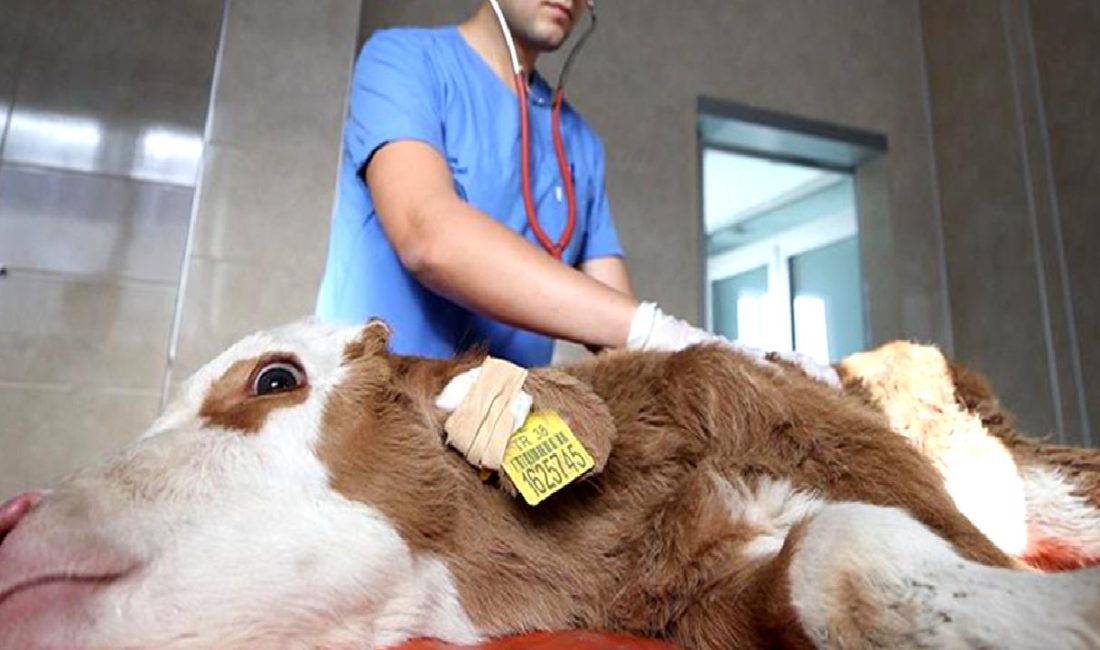 Köylerden Kastamonu Üniversitesi Hayvan Hastanesi’ne Uygulamalı Eğitim Kastamonu Üniversitesi'nin hayvan hastanesinde köylerden gelen hayvanlar için uygulamalı eğitim