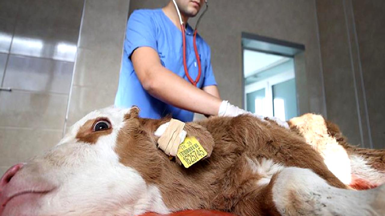 Kastamonu Üniversitesi'nin hayvan hastanesinde köylerden gelen hayvanlar için uygulamalı eğitim