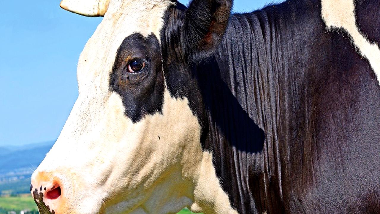 Kurbanlık hayvan sevkiyatında yaşanan azalma, yaklaşan bayram öncesinde fiyatlarda artışa