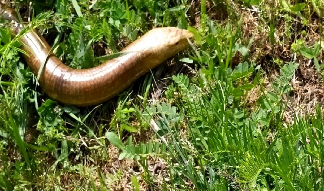 Oluklu Kertenkele: Bacaksız Tarım Dostu Oluklu kertenkele, bahçenizdeki zararlıları yiyerek doğal tarımın dostu olabilir. Bacaksız