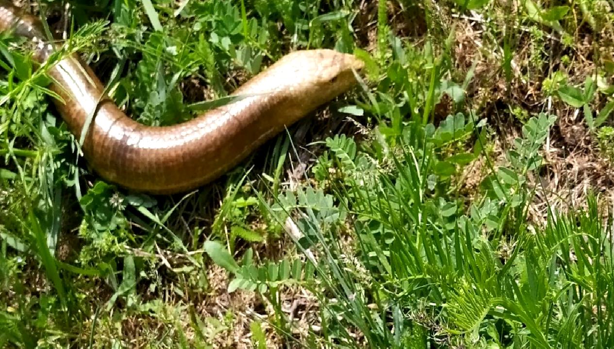 Oluklu kertenkele, bahçenizdeki zararlıları yiyerek doğal tarımın dostu olabilir. Bacaksız