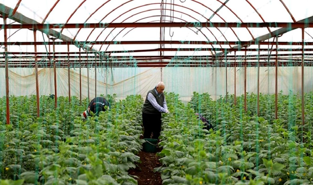 Salatalık üretiminde artan rekolte beklentisi, tarım sektöründe olumlu bir gelişme