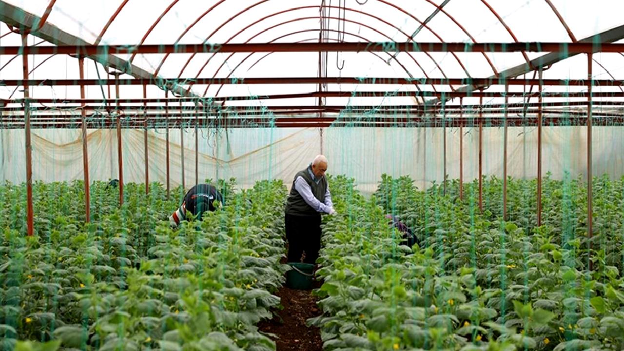 Salatalık üretiminde artan rekolte beklentisi, tarım sektöründe olumlu bir gelişme
