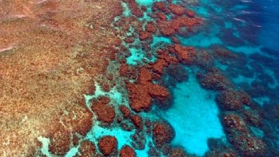 Ses dalgalarıyla deniz altı yaşamını keşfedin! Sualtı dünyasının gizemli ve