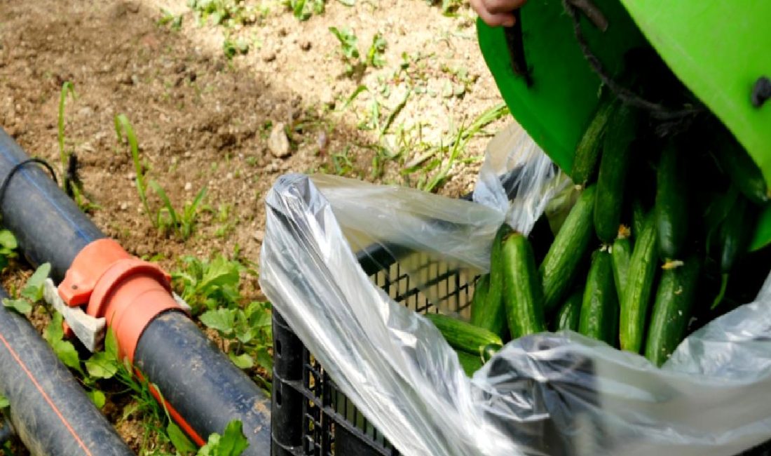 Söğüt ilçesindeki köylerde sabahın erken saatlerinde seraların hareketlendiği zamana tanık