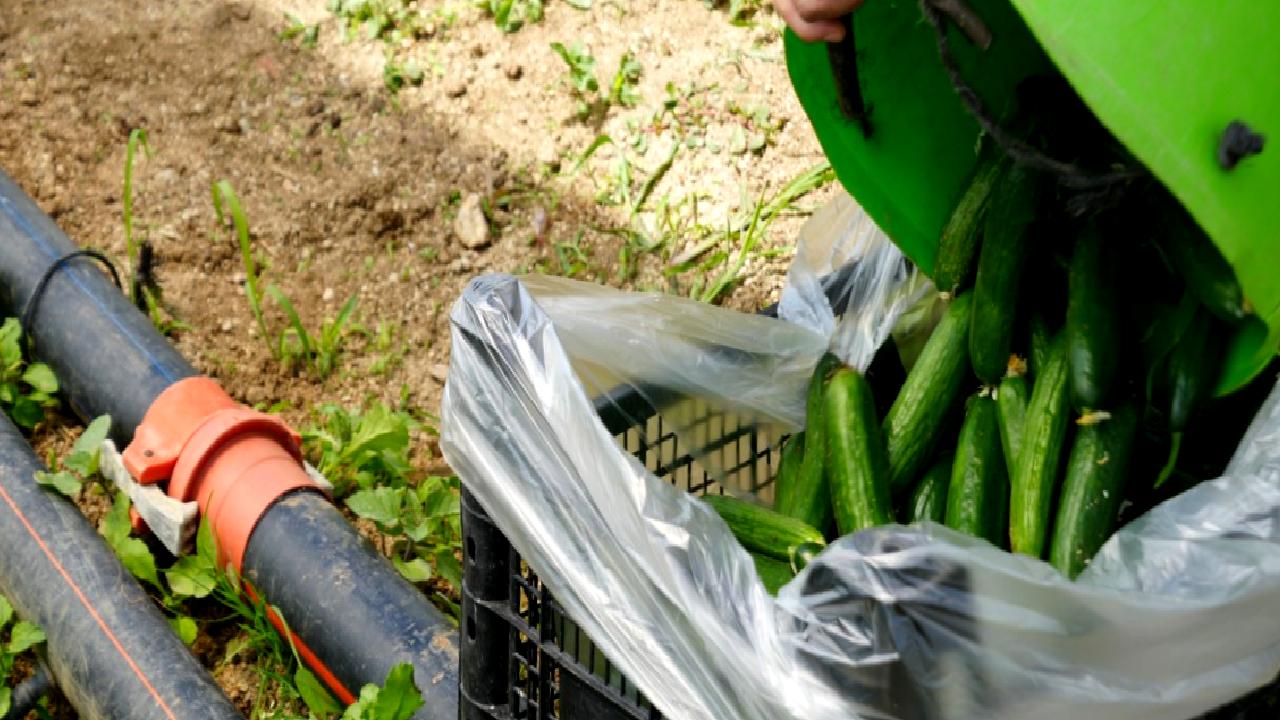 Söğüt ilçesindeki köylerde sabahın erken saatlerinde seraların hareketlendiği zamana tanık