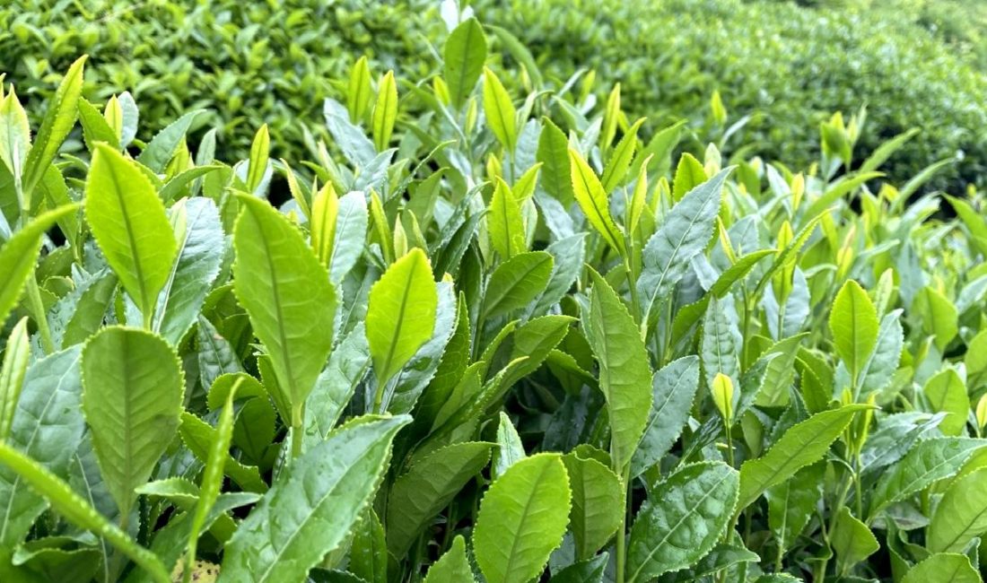 Tarım ve Orman Bakanlığı’ndan Yaş Çay Alım Fiyatları Açıklaması Tarım ve Orman Bakanlığı'ndan yapılan açıklamaya göre, yeni yaş çay