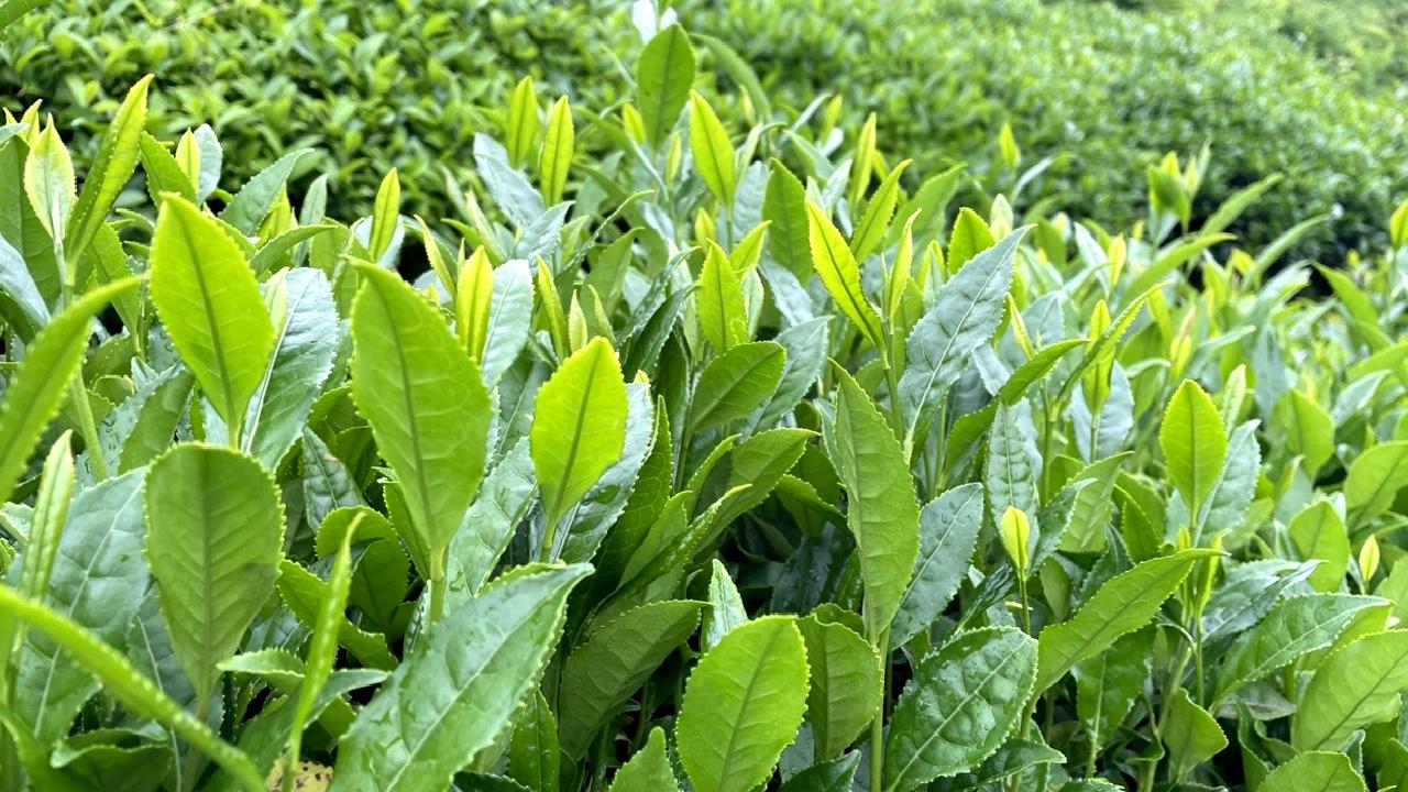 Tarım ve Orman Bakanlığı'ndan yapılan açıklamaya göre, yeni yaş çay