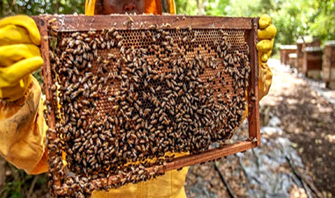 Türkiye'nin arıcılık potansiyeli ve önemi hakkında detaylı bilgiler. Türkiye'nin arıcılık