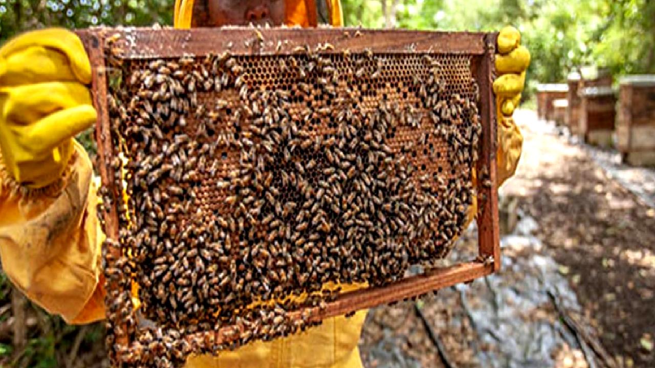 Türkiye'nin arıcılık potansiyeli ve önemi hakkında detaylı bilgiler. Türkiye'nin arıcılık