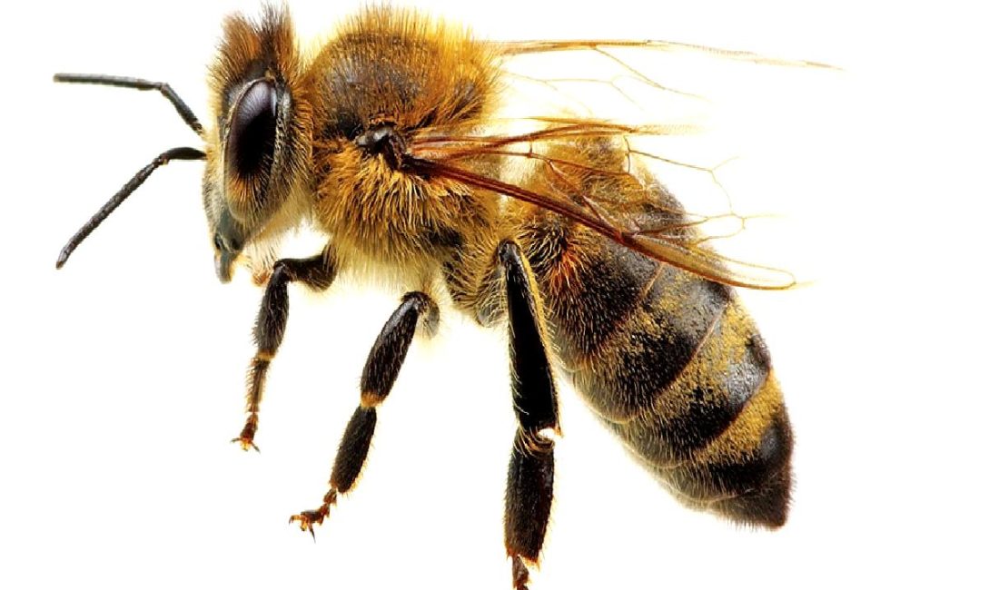 Türkiye'nin arıcılık sektöründe yükselen potansiyeli ve artan üretim miktarları hakkında