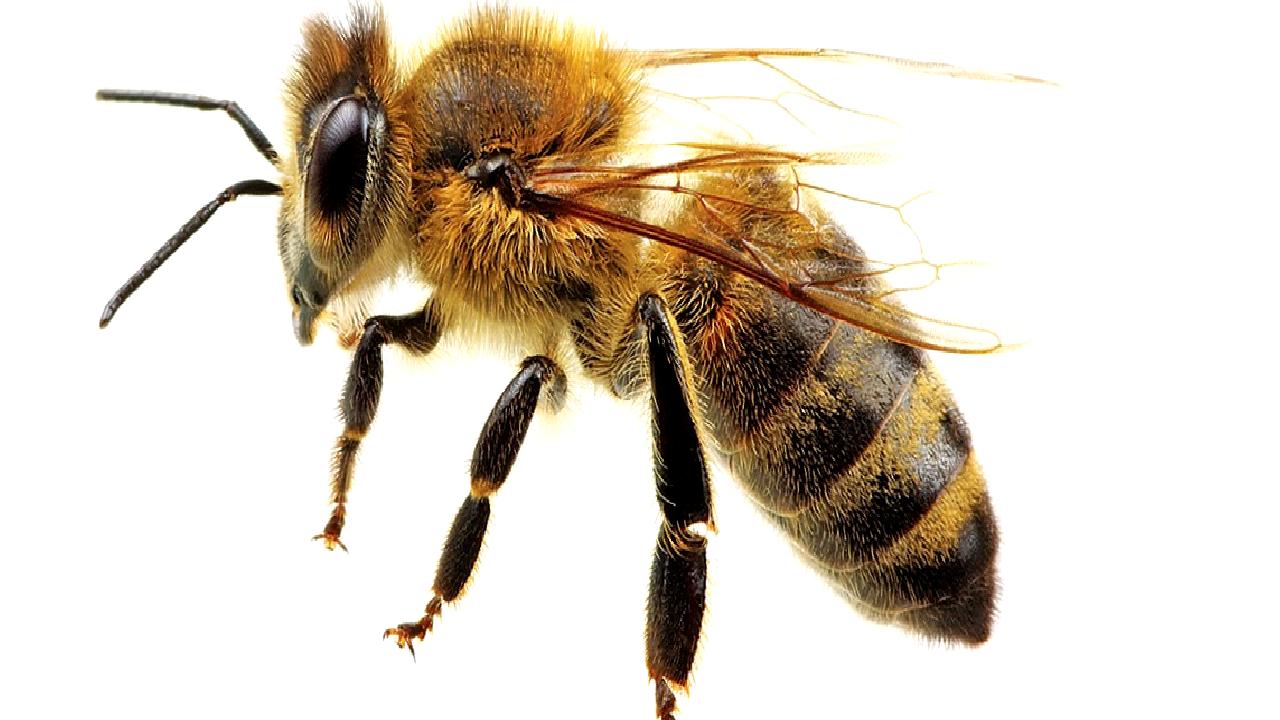 Türkiye'nin arıcılık sektöründe yükselen potansiyeli ve artan üretim miktarları hakkında