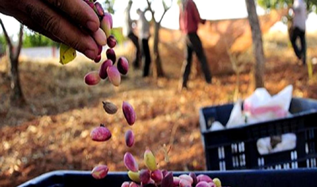 Türkmenistan Heyeti Antepfıstığı Araştırma Enstitüsü’nü Ziyaret Etti Türkmenistan Heyeti, Antepfıstığı Araştırma Enstitüsü'nü ziyaret etti. İki ülke arasındaki