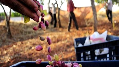 Türkmenistan Heyeti, Antepfıstığı Araştırma Enstitüsü'nü ziyaret etti. İki ülke arasındaki