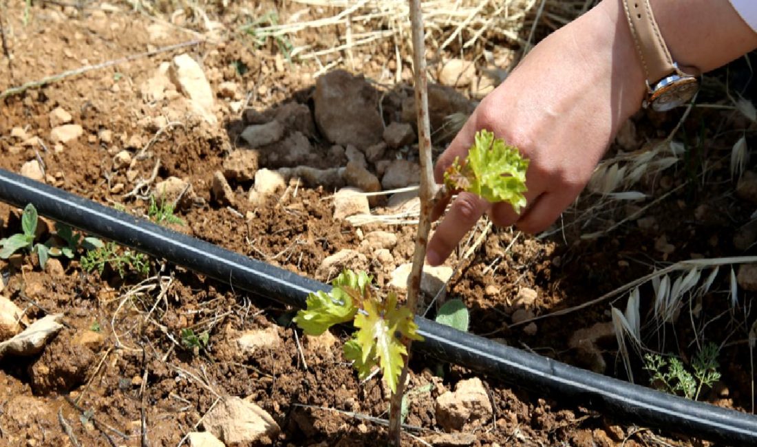 Yerel asma çeşitlerinin korunması ve geleceğe aktarılması projesi, Türkiye'nin zengin