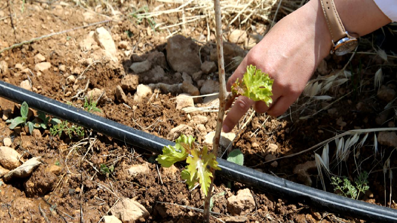 Yerel asma çeşitlerinin korunması ve geleceğe aktarılması projesi, Türkiye'nin zengin
