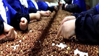 2023-2024 fındık ihracat sezonu detaylı bir şekilde analiz ediliyor. Fındık