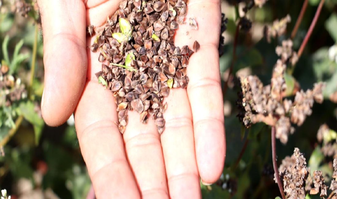 Adana Tarım ve Orman Müdürü Mehmet Nuri Kökçüoğlu, Karabuğday Projesi