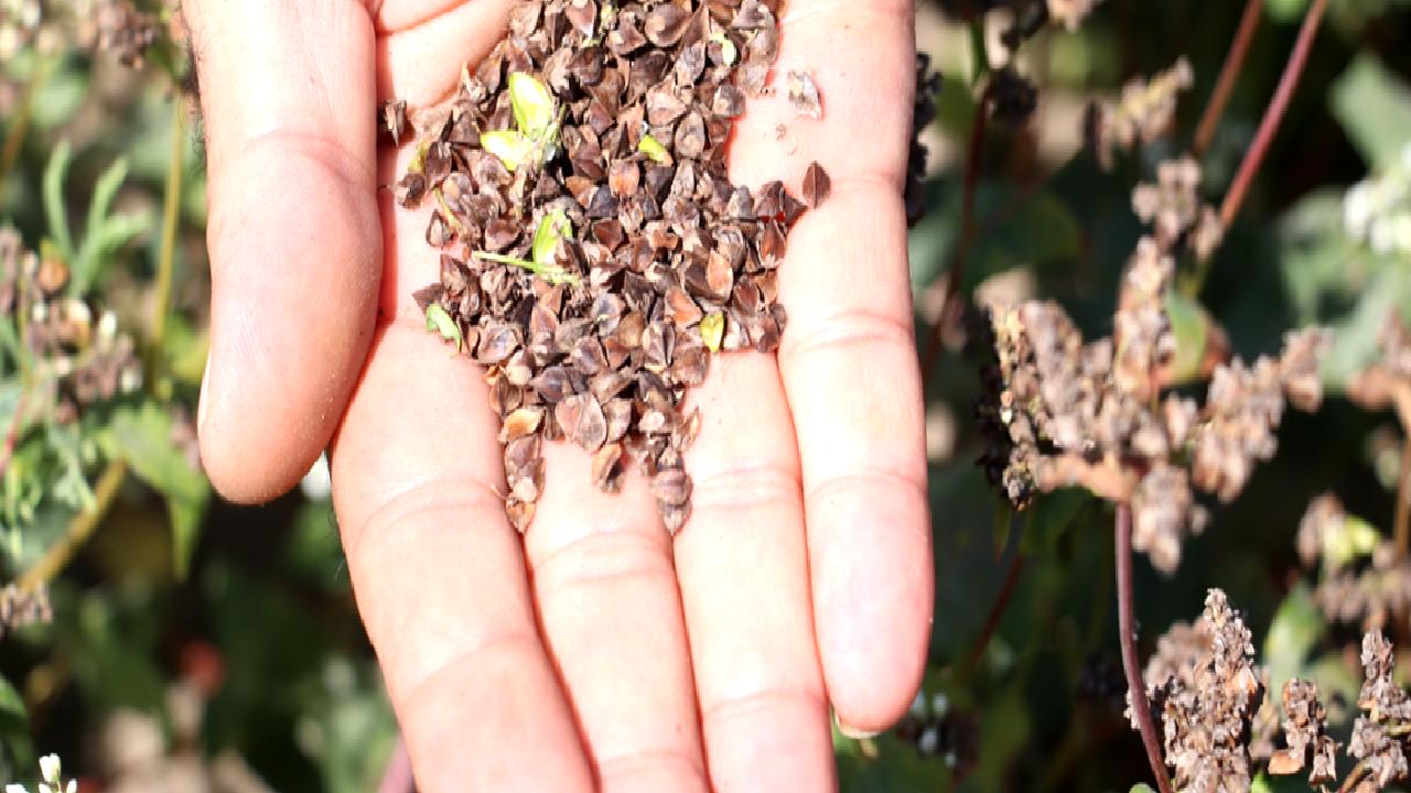 Adana Tarım ve Orman Müdürü Mehmet Nuri Kökçüoğlu, Karabuğday Projesi