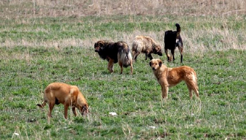 Ankara Valiliği: Hastalıklı Köpekler Karantinaya Alındı Ankara Valiliği tarafından alınan önlemler kapsamında, şehirdeki hastalıklı köpekler karantinaya