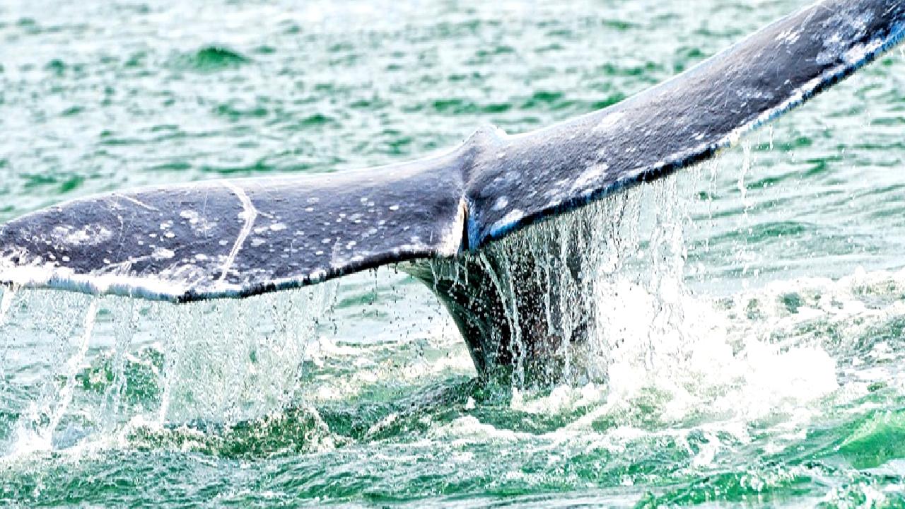 Balina popülasyonlarının boyutları küresel ısınma ve avlanma gibi tehditler nedeniyle