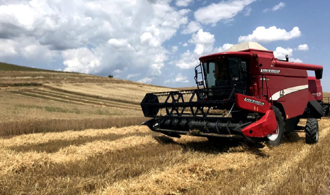 Buğday hasadı bu yıl erken başladı ve tarlalarda hummalı bir