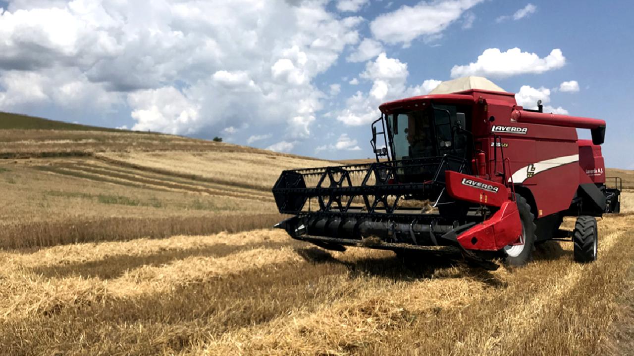 Buğday hasadı bu yıl erken başladı ve tarlalarda hummalı bir
