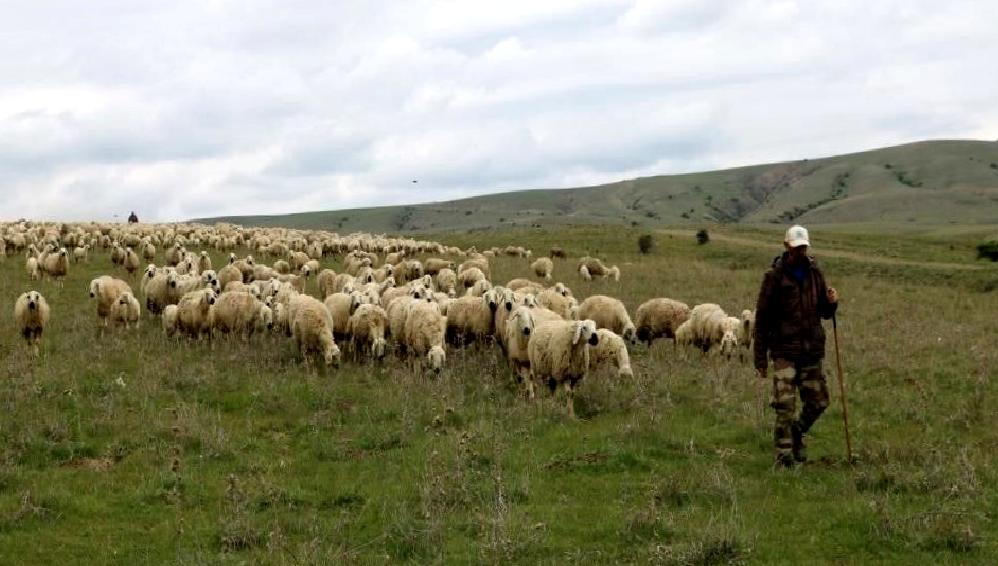 Çobanlık mesleğindeki değişim ve zorluklar, geleneksel yaşam tarzının modernizasyon sürecinde
