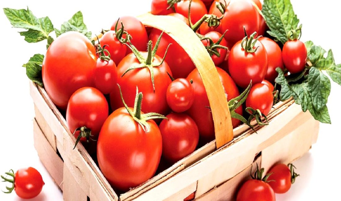 Domates ihracatında yaşanan zorluklar, sektördeki tedarik zinciri sorunları, pazar dalgalanmaları