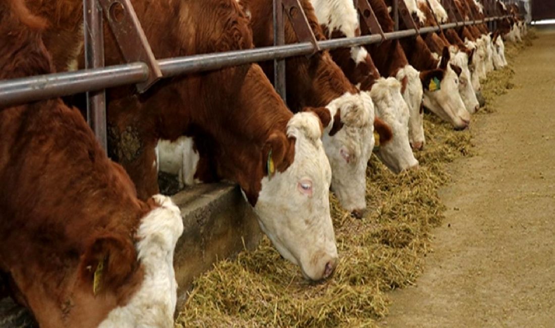 Dünya Bankası Destekli Bolaman Nehri Havzası Rehabilitasyon Projesi İhalesi Dünya Bankası destekli Bolaman Nehri Havzası Rehabilitasyon Projesi ihalesi, su