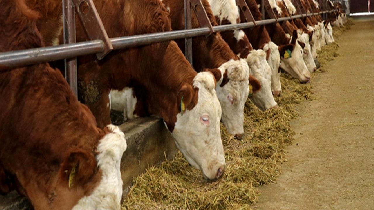 Dünya Bankası destekli Bolaman Nehri Havzası Rehabilitasyon Projesi ihalesi, su