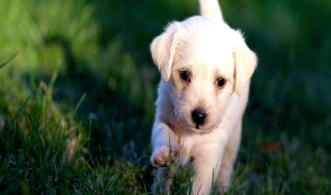 Hayvanların Önemi ve Tarih Boyunca Türk Kültüründeki Yeri Hayvanların önemi ve tarih boyunca Türk kültüründeki yeri hakkında bilgi