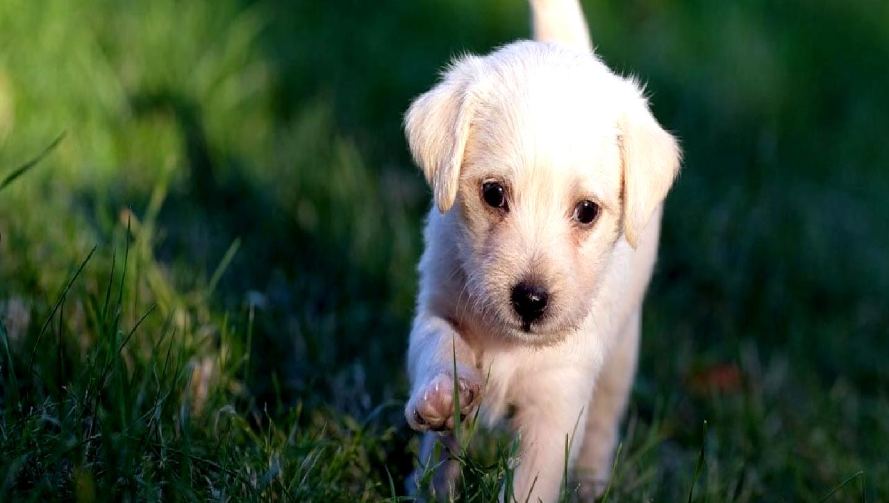Hayvanların önemi ve tarih boyunca Türk kültüründeki yeri hakkında bilgi