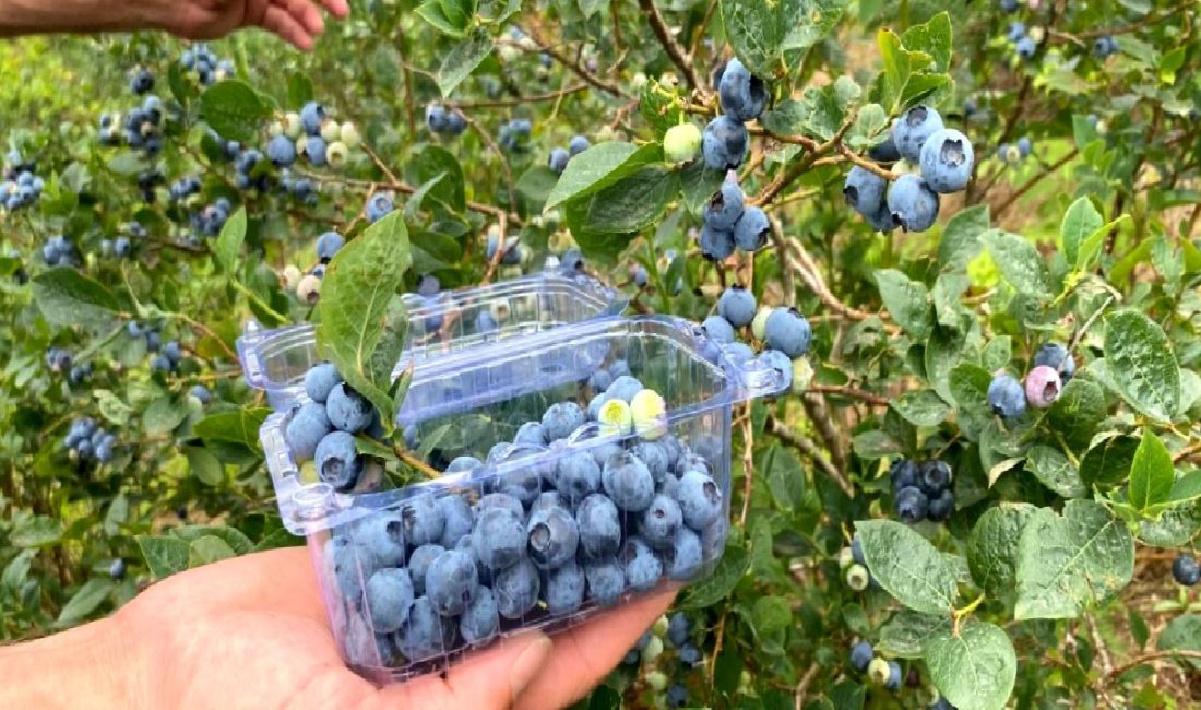 Hopa'da Likapa Yetiştiriciliği ile ilgili detaylı bilgileri bu içerikte bulabilirsiniz.