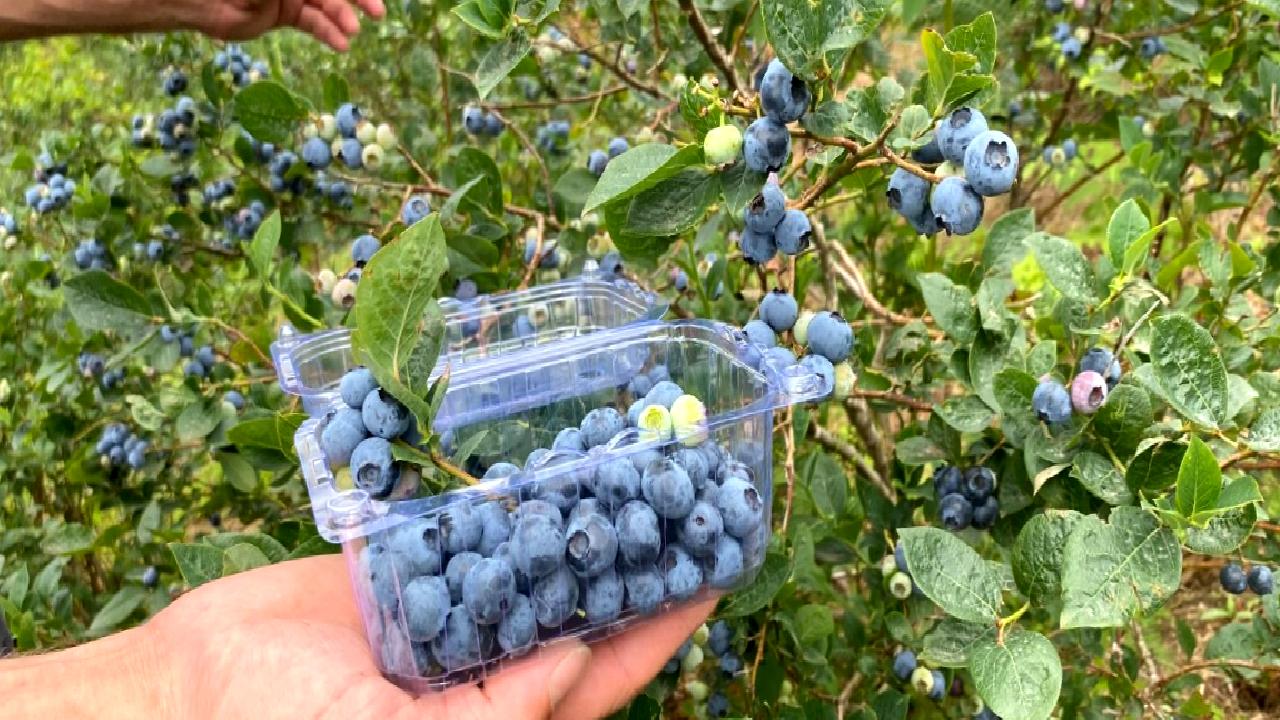 Hopa'da Likapa Yetiştiriciliği ile ilgili detaylı bilgileri bu içerikte bulabilirsiniz.